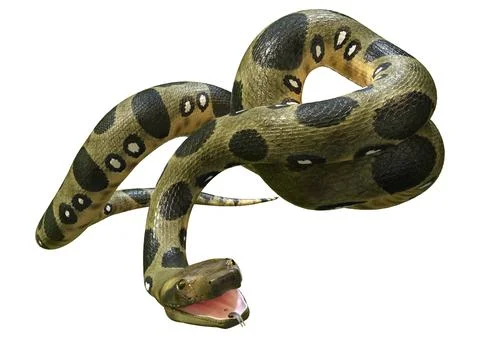 3D Rendering Green Anaconda on White Stock Illustration