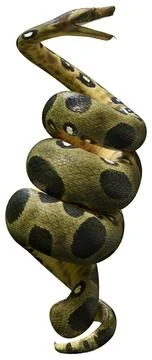 3D Rendering Green Anaconda on White Stock Illustration