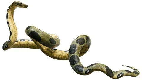 3D Rendering Green Anaconda on White Stock Illustration