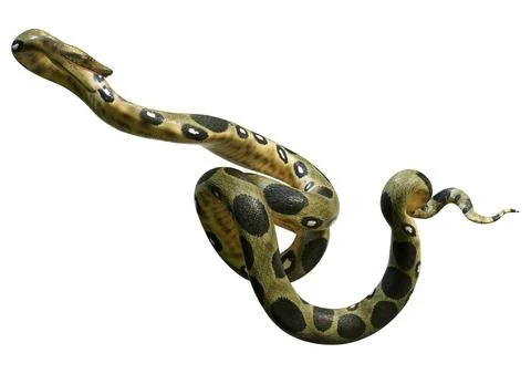 3D Rendering Green Anaconda on White Stock Illustration
