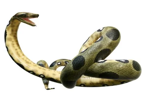 3D Rendering Green Anaconda on White Stock Illustration