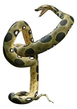 3D Rendering Green Anaconda on White Stock Illustration