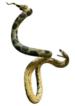 3D Rendering Green Anaconda on White Stock Illustration