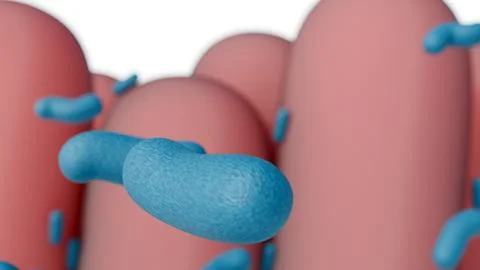 3D rendering of green bacilli bacteria interacting with pink intestinal villi. Stock Illustration