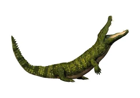 3D Rendering Green Crocodile on White Stock Illustration