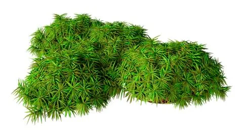 3D Rendering Green Moss on White Stock Illustration