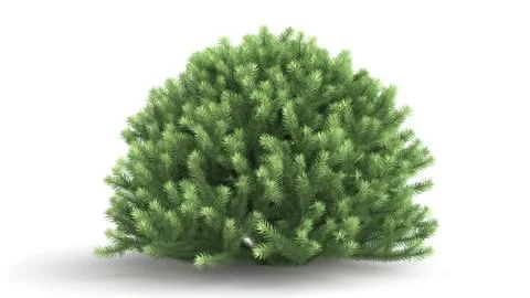 3d rendering of a green plant isolated on white Illustrazione stock