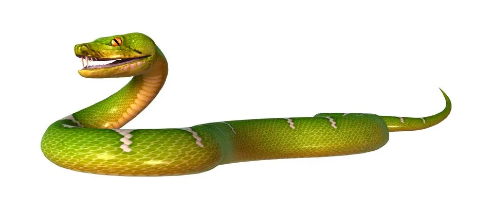 3D Rendering Green Tree Python on White Stock Illustration
