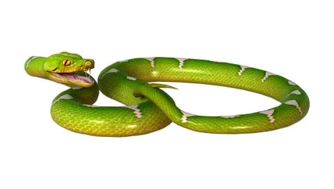 3D Rendering Green Tree Python on White Stock Illustration