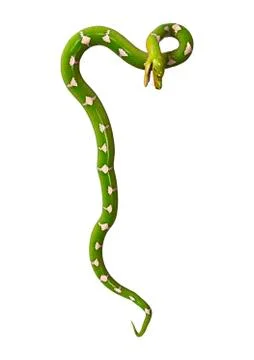 3D Rendering Green Tree Python on White Stock Illustration