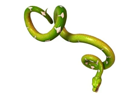 3D Rendering Green Tree Python on White Stock Illustration