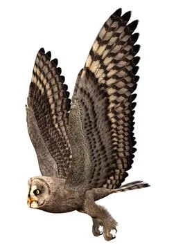 3D Rendering Grey Owl on White Stock Illustration