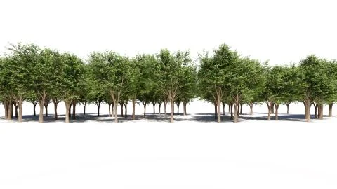 3d rendering of a group of plants raw for architectrural background use isola Stock Illustration