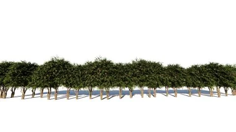 3d rendering of a group of tree raw for architectrural background use isolate Stock Illustration