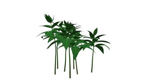 3d rendering of a growing realistic plant isolated on white Stock Footage 108579104