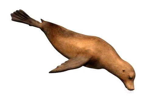 3D Rendering Harbor Seal on White Ilustração Stock