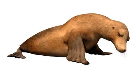 3D Rendering Harbor Seal on White Ilustração Stock