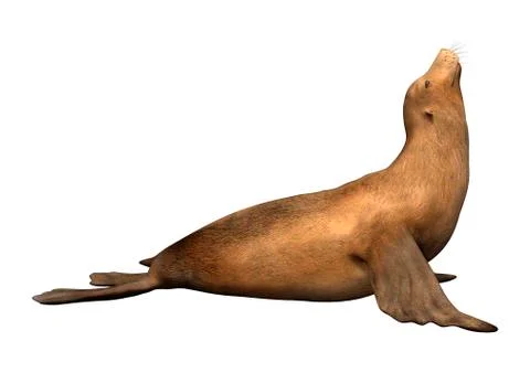 3D Rendering Harbor Seal on White Ilustração Stock