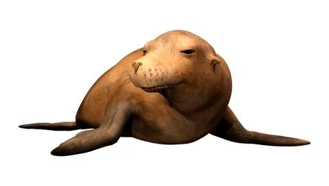 3D Rendering Harbor Seal on White Stock Illustration