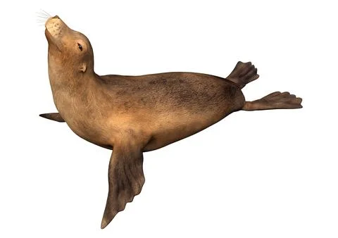 3D Rendering Harbor Seal on White Ilustração Stock