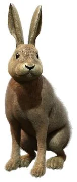 3D Rendering Hare on White Stock Illustration