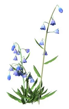 3D Rendering Harebell Plant on White Illustrazione stock