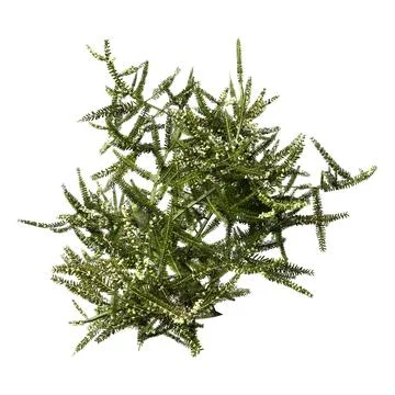 3D Rendering Heather Plant on White Stock Illustration