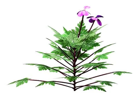 3D Rendering Herb Robert Plant on White Stock Illustration
