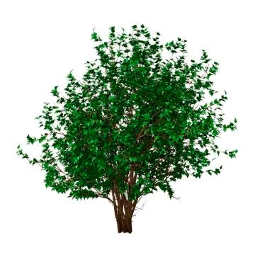 3D Rendering Hibiscus Bush on White Stock Illustration
