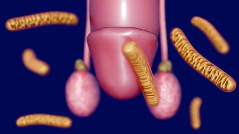 A 3d rendering of high density of tubular mitochondria in the testis Stock Illustration