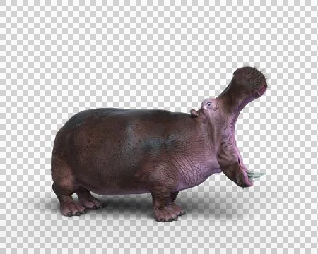 3D rendering of a Hippopotamus in aggressive pose isolated on a transparent b Stock Illustration