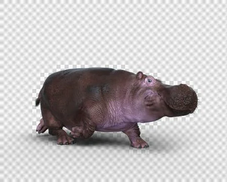 3D rendering of a Hippopotamus running isolated on a transparent background. Stock Illustration