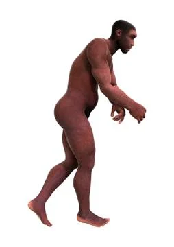 3D Rendering Homo Erectus on White Illustrazione stock