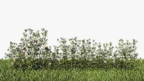 3d rendering of a horizontal seamless bushes Stock Illustration