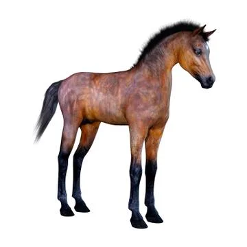 3D Rendering Horse Foal on White Stock Illustration