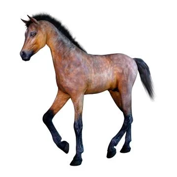 3D Rendering Horse Foal on White Stock Illustration