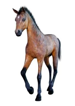 3D Rendering Horse Foal on White Stock Illustration