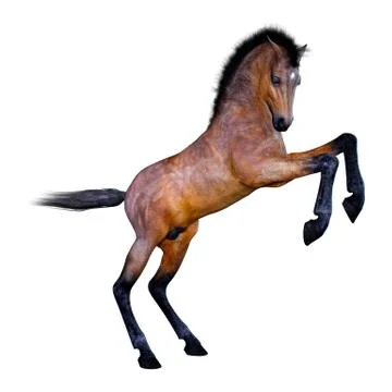 3D Rendering Horse Foal on White Stock Illustration