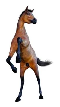 3D Rendering Horse Foal on White Stock Illustration
