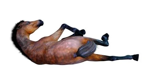 3D Rendering Horse Foal on White Stock Illustration