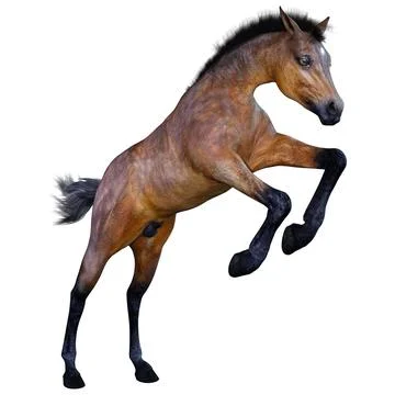 3D Rendering Horse Foal on White Stock Illustration