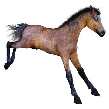 3D Rendering Horse Foal on White Illustrazione stock