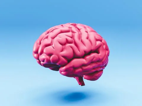 3D rendering of human brain anatomical model on blue background 스톡 일러스트