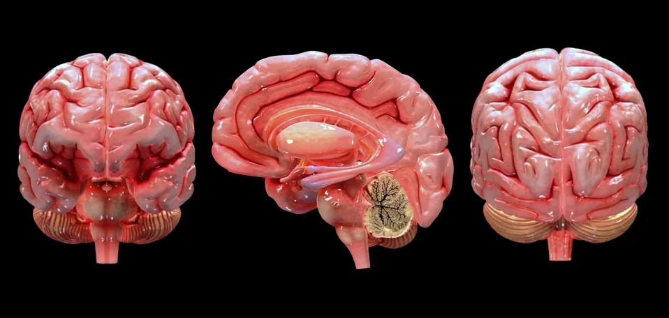 3D rendering of human brain. Stockillustratie