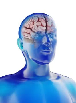 3D rendering of the of the human brain Stock Illustration