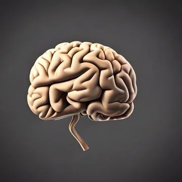 3D Rendering of a human brain Stock Illustration