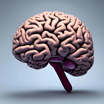 3D Rendering of a human brain Stock Illustration