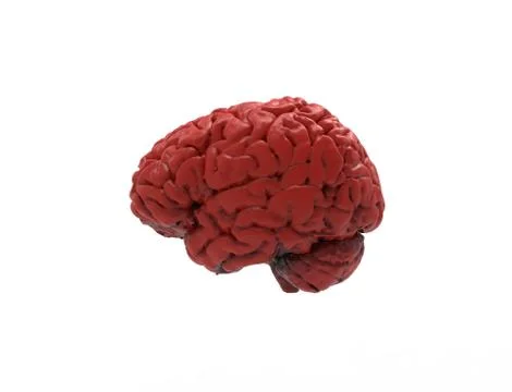 3D rendering of a human brain isolated in studio background Stock Illustration
