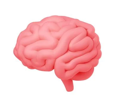 3D Rendering of a Human Brain Model Illustrazione stock