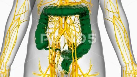 The Large Intestine: Anatomy and 3D Illustrations